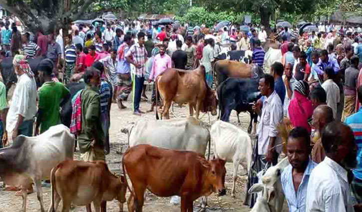 কুষ্টিয়ায় জমে উঠেছে পশুরহাট 
