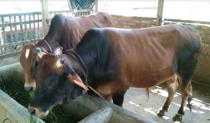 কোরবানির জন্য প্রস্তুত শাহিয়াল জাতের ৫ ষাঁড় 