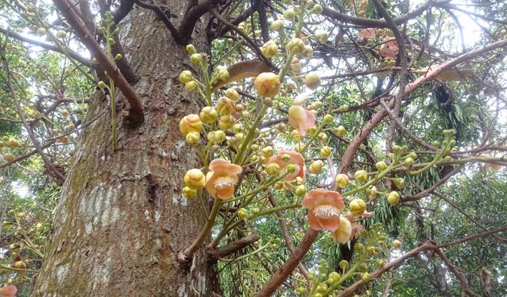 উত্তরা গণভবনে সুরভি ছড়াচ্ছে নাগলিঙ্গম ফুল 