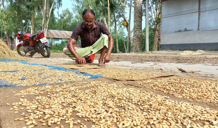 সবজি বীজ উৎপাদনে ভাগ্য বদলেছে পাঁচ শতাধিক কৃষকের