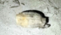 মালনীছড়া চা বাগানে মিললো গ্রেনেড 