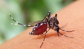 এক‌ দি‌নে ডেঙ্গু‌তে আক্রান্ত আরও ৯৫ জন
