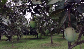 ১০ দিন আগেই বাজারে আসছে ‘হাঁড়িভাঙা আম’