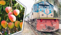৭ জুন চালু হচ্ছে ম্যাংগো স্পেশাল ট্রেন