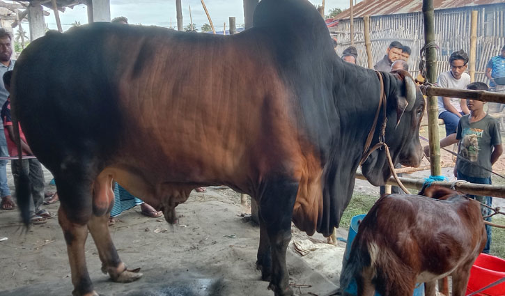 খুলনার পশুরহাটে গরু কিনলে ছাগল ফ্রি