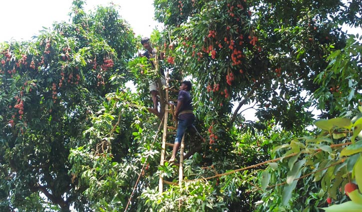 লিচুর গ্রামে উৎসবের আমেজ
