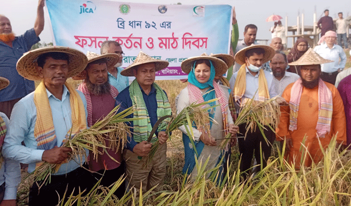 হবিগঞ্জে ব্রি-৯২ ধানের বাম্পার ফলন হবিগঞ্জে ব্রি-৯২ ধানের বাম্পার ফলন
