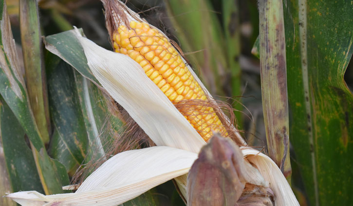 বেশি লাভে কুষ্টিয়ায় ভুট্টার আবাদ বেড়েছে