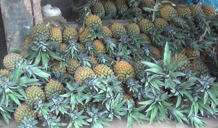 খ্যাতি হারাচ্ছে নরসিংদীর রাবানের আনারস
