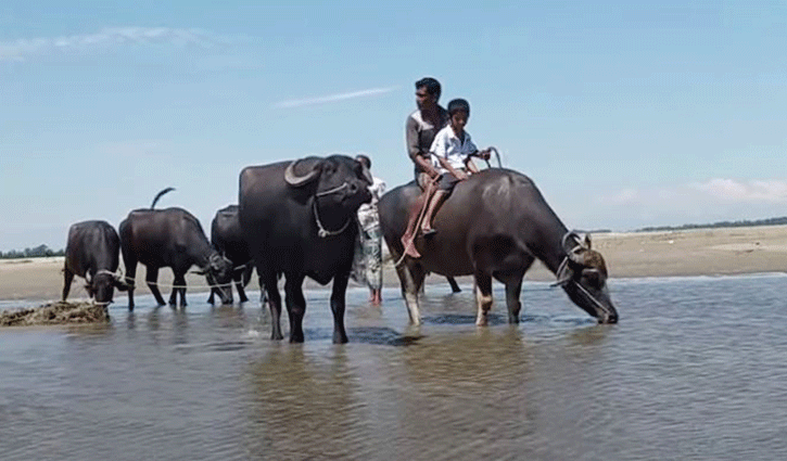যমুনার চরে মহিষের বাথান, সহজে মিলছে ঘাস-পানি