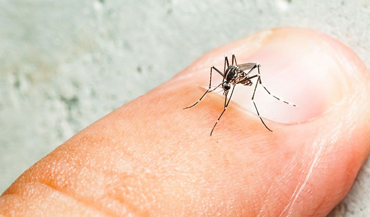 এক দিনে আরও ৯৬ জন ডেঙ্গু আক্রান্ত 
