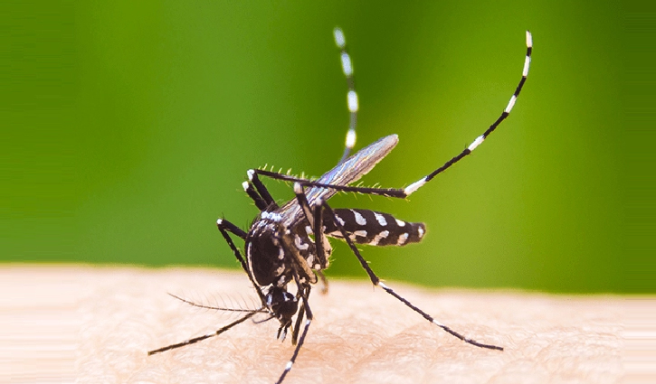 এক দিনে সর্বোচ্চ ২১১ ডেঙ্গু রোগী হাসপাতালে