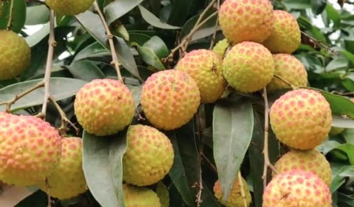 লিচুর রাজ্য দিনাজপুর, বাগানে বাগানে ক্রেতাদের ভিড় 