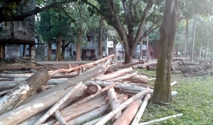 হিলিতে সরকারি ১০০ গাছ কর্তন, থানায় মামলা হিলিতে সরকারি ১০০ গাছ কর্তন, থানায় মামলা