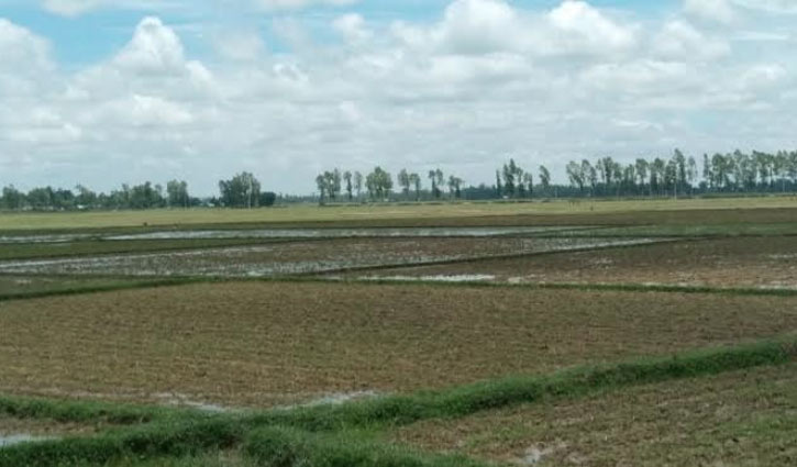 অনাবৃষ্টি, আমন চাষে বিপাকে কৃষক 