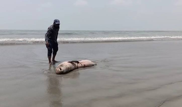 কুয়াকাটা সৈকতে ফের ভেসে এলো দুটি মৃত ডলফিন