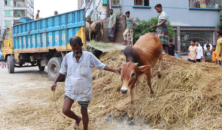 Cattle market preparation begins