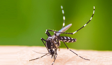 84 more dengue patients hospitalised in 24 hours