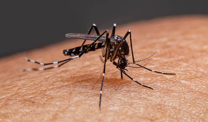 141 dengue patients hospitalised in 24 hours