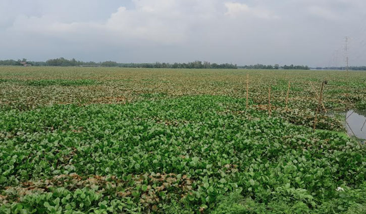 ঐতিহ্যবাহী মকস বিল ঢেকে আছে কচুরিপানায়, তাই..