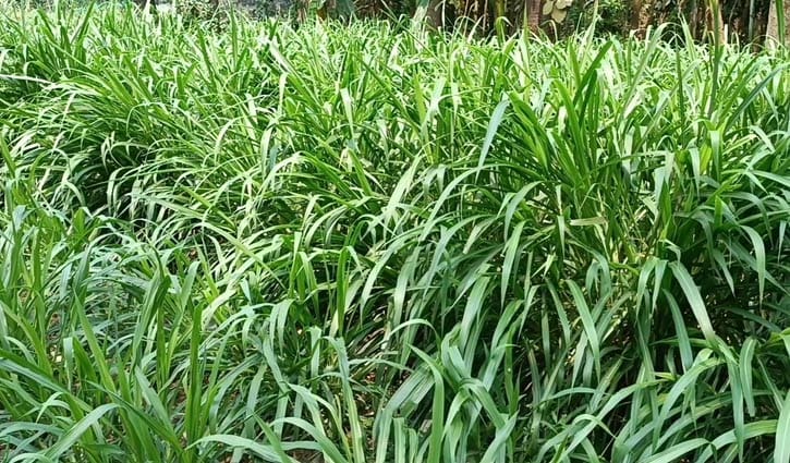 গো-খাদ্যের দাম বৃদ্ধি: কালীগঞ্জে ঘাস চাষে আগ্রহ বেড়েছে খামারিদের