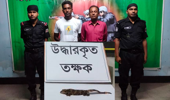 বিরল প্রজাতির তক্ষকসহ ২ জনকে গ্রেপ্তার করেছে র‌্যাব