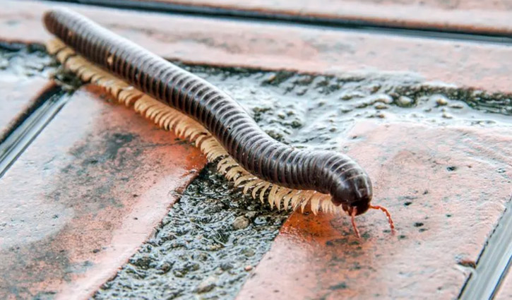 বর্ষাকালে ঘরে কেন্নোর উপদ্রব ঠেকাবেন যেভাবে