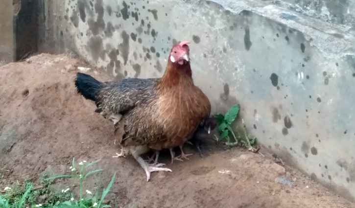 মা মুরগির ভালোবাসার দৃষ্টান্ত