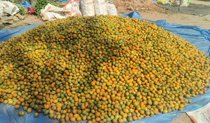 পঞ্চগড়ের সুপারির কদর দেশজুড়ে