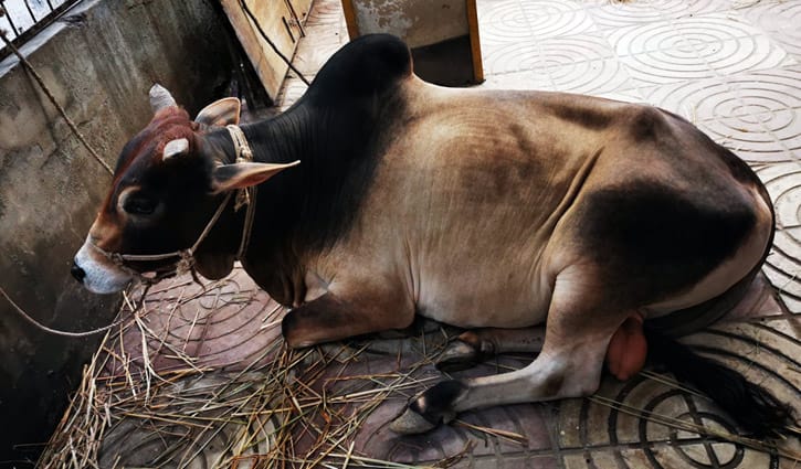 গরু কেনার সময় ওজন মাপার সহজ পদ্ধতি