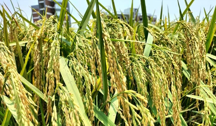 ব্রি-১০২ ধানে শতাংশ প্রতি ফলন ১ মণ