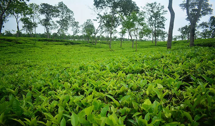 জাতীয় চা দিবস আজ