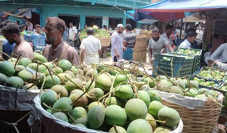 খরায় আমের আকার ছোট, দাম নিয়ে শঙ্কা 