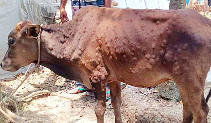 ঈদের আগে গরুর লাম্পি স্কিন রোগ, শঙ্কায় খামারিরা