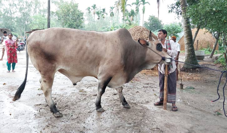 ‘রোনালদো’র দাম ১২ লাখ!