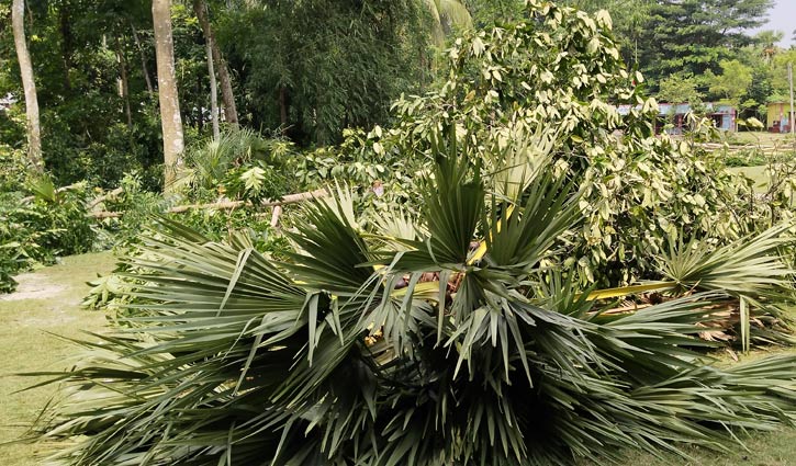 রাতের আঁধারে বিদ্যালয়ের অর্ধশতাধিক গাছ কাটল দুর্বৃত্তরা