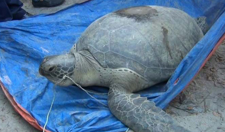 চাঁদপুরে ৭১ কেজির ১টি কচ্ছপ মেঘনায় অবমুক্ত 