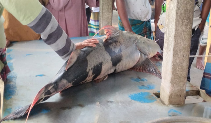 পদ্মায় জেলের জালে ২৫ কেজির বাঘাইড়