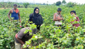 ভেড়ামারায় তুলা চাষে আগ্রহ বাড়ছে কৃষকদের