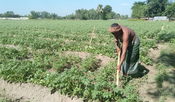 লাভের আশায় আলু চাষে ঝুঁকছেন দিনাজপুরের কৃষকরা