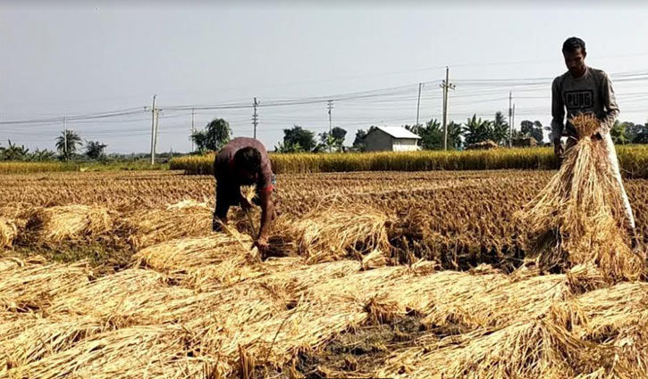 সোনালী ধান ঘরে তুলতে ব্যস্ত নড়াইলের কৃষক 