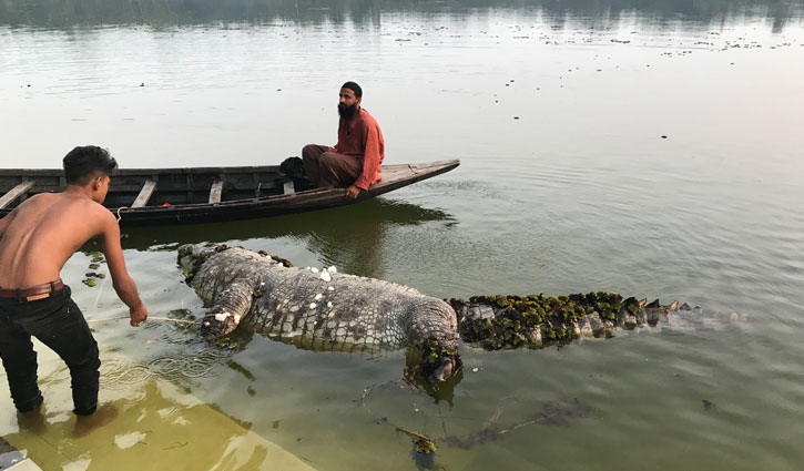 খান জাহান মাজারের পুরুষ কুমিরের মৃত্যু