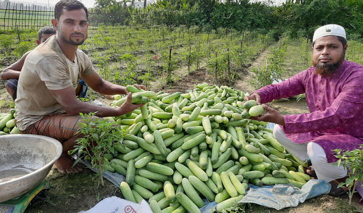 ১৫ শতক জমিতে শসা চাষে তৌহিদ লাখপতি