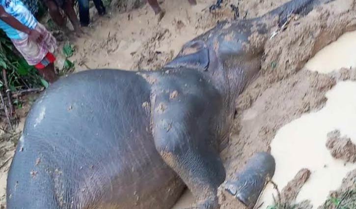 কৃষকের পাতা বৈদ্যুতিক ফাঁদে হাতির মৃত্যু