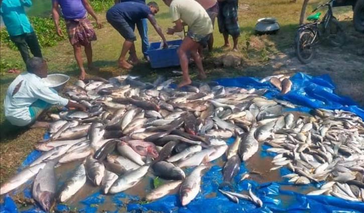 দুর্বৃত্তের বিষে মারা গেলো পাঁচ পুকুরের ৫০ লাখ টাকার মাছ