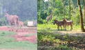 বঙ্গবন্ধু সাফারি পার্কে ৬ প্রাণীর জন্ম