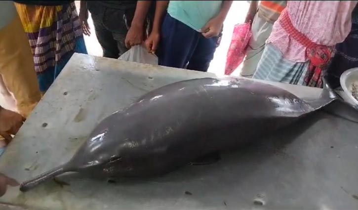 মুন্সীগঞ্জে জেলের জালে ৫০ কেজি ওজনের শুশুক 