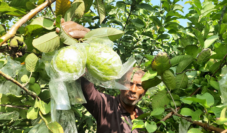 অবরোধে পেয়ারা চাষিদের সর্বনাশ