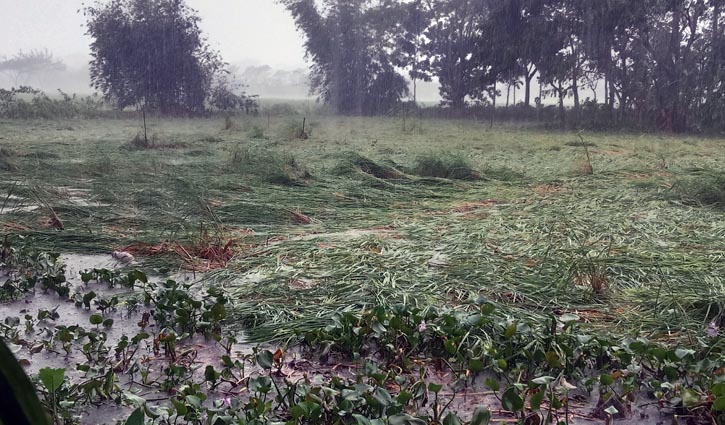 টানা বৃষ্টিতে আমনের ব্যাপক ক্ষতির শঙ্কা