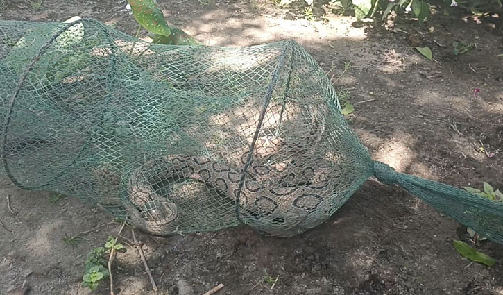পাবনায় জালে আটকা পড়ল রাসেল ভাইপার 